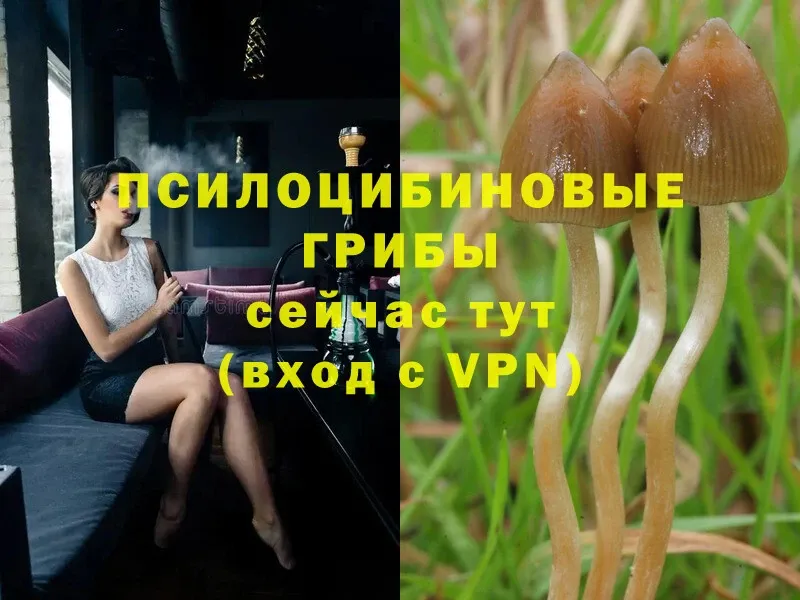 Псилоцибиновые грибы Psilocybe  Дрезна 